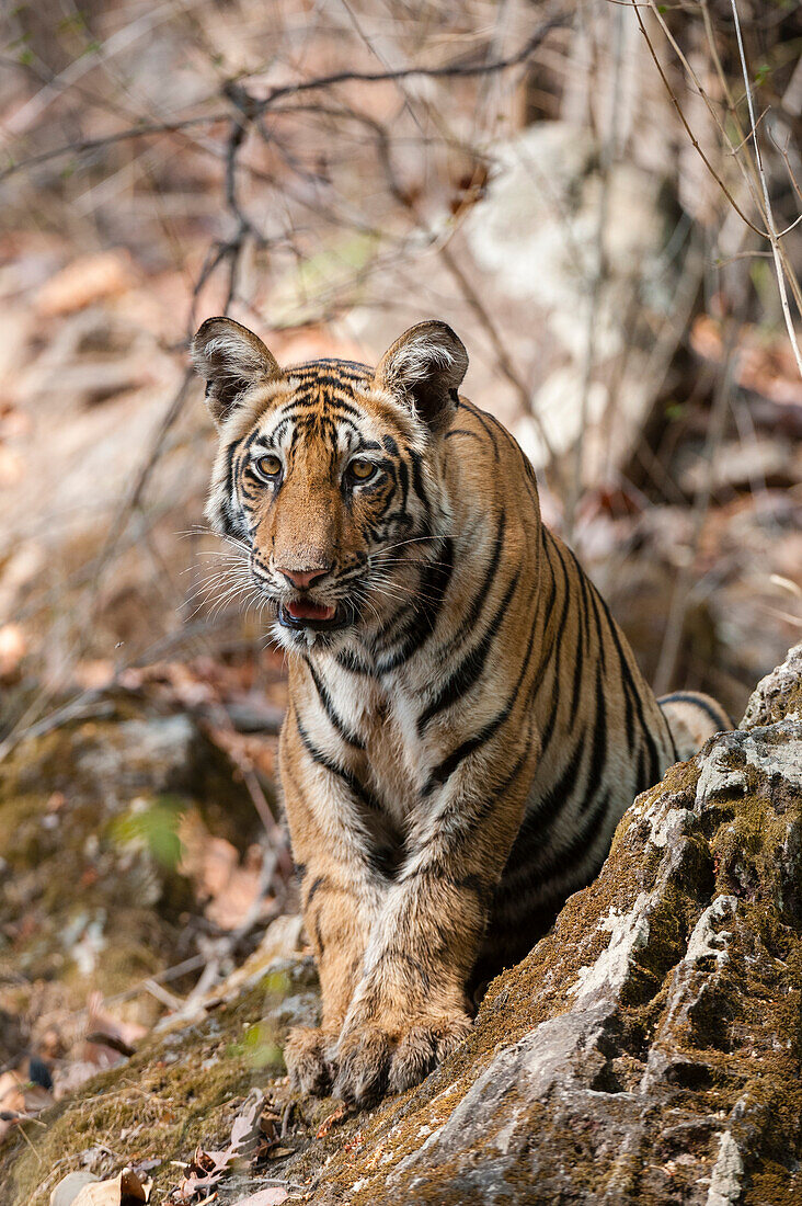 Young Bengal tiger in a forest