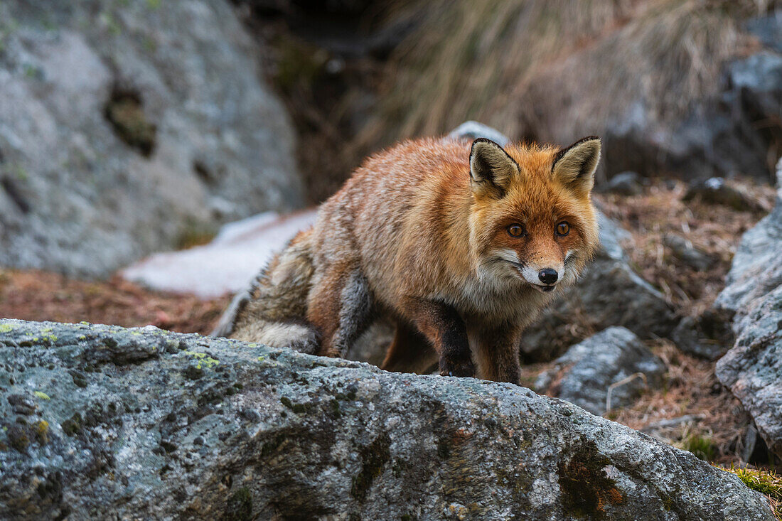 Red fox walking on a rock