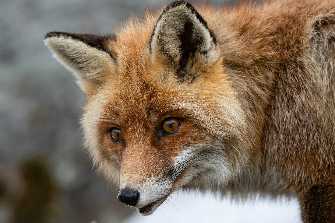 Red fox