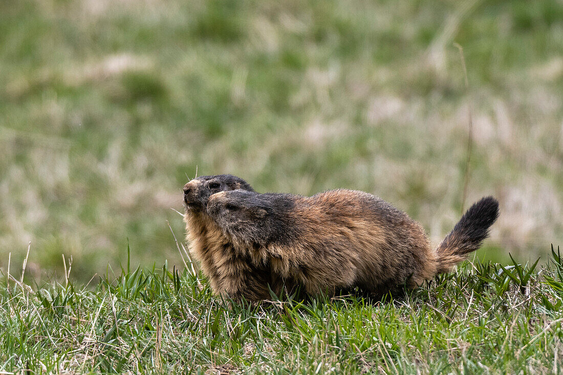 Two alpine marmots on grass