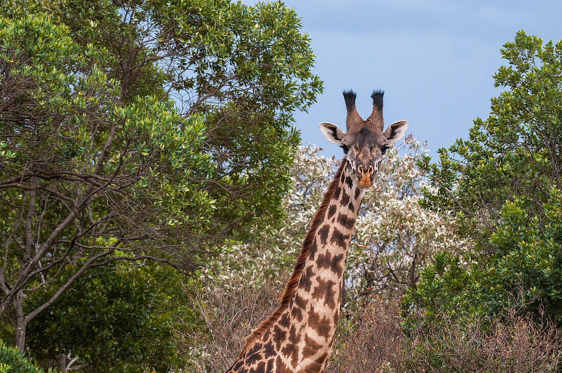 Female Masai giraffe among trees