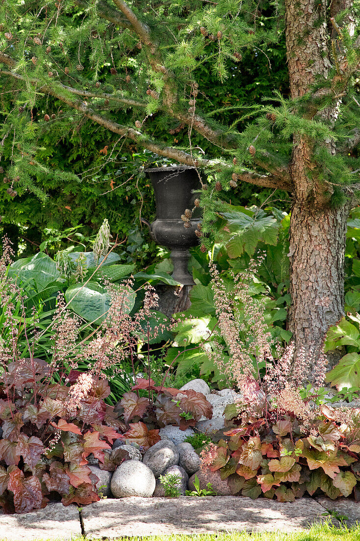 Purpurglöckchen (Heuchera) und Lärchenbaum am Gartenweg