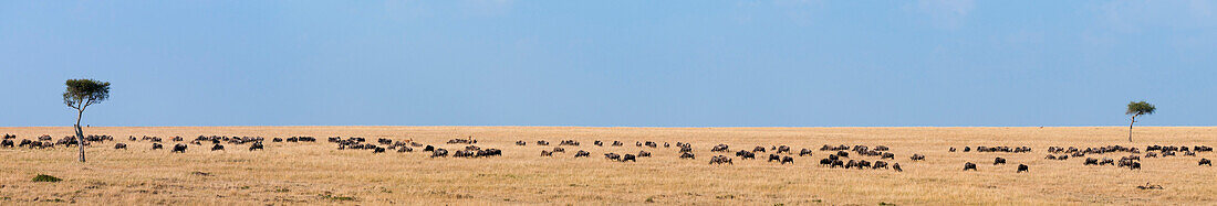 Migrating wildebeest on the Masai Mara savanna