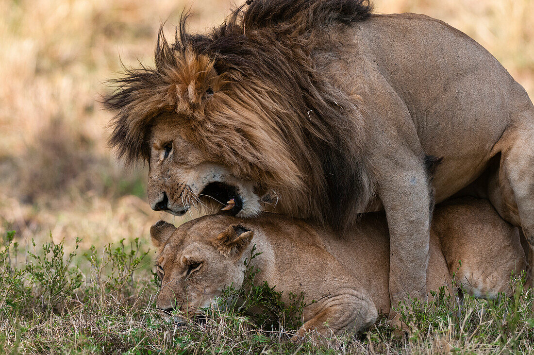 Pair of lions mating