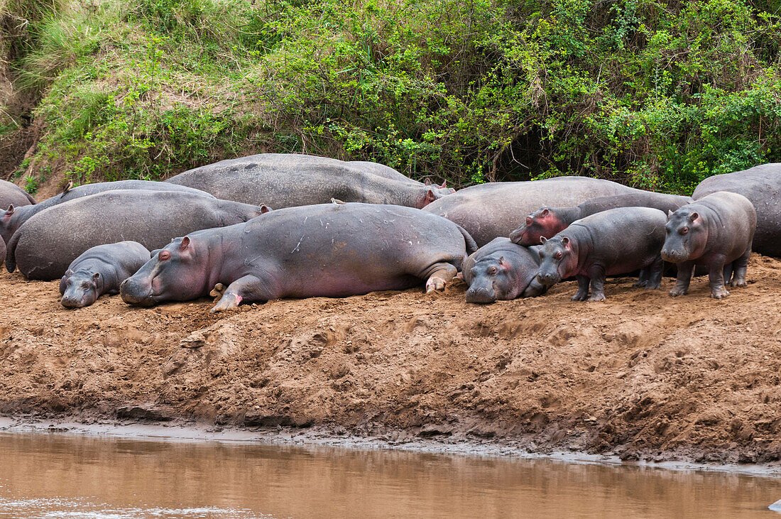 Hippopotamuses and calves resting on the banks of a pool