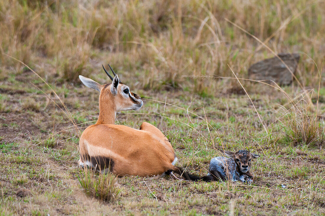 Thomson's gazelle with newborn and still attached placenta