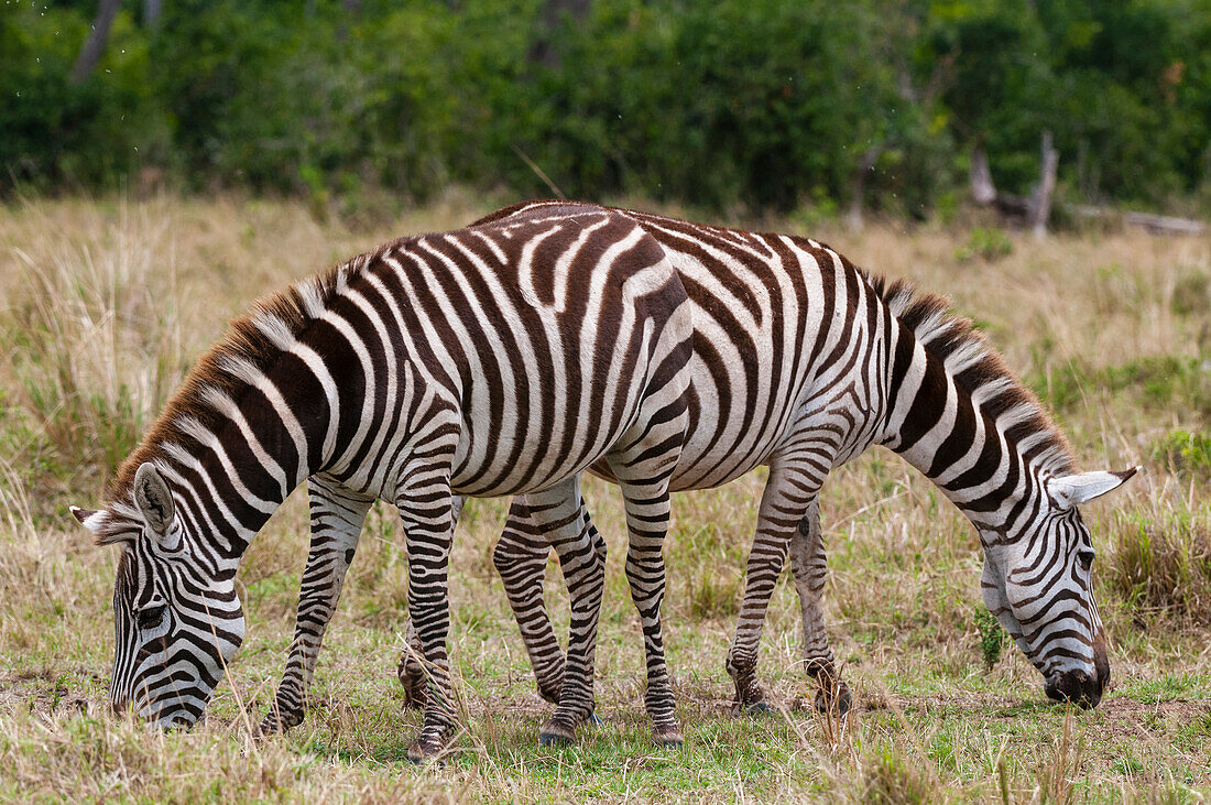 Two plains zebras grazing