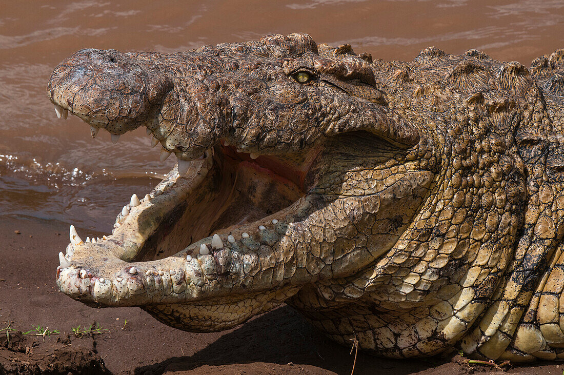 Nile crocodile with its mouth open to help it cool down