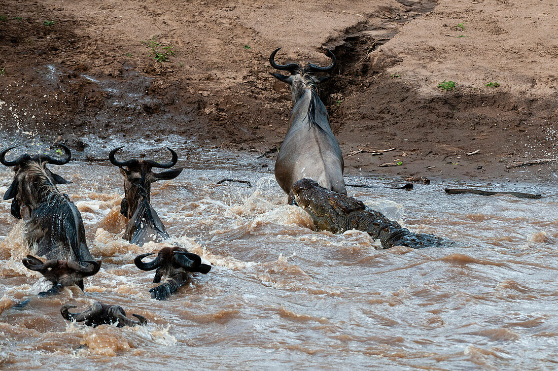 Nile crocodile attacking a wildebeest crossing a river