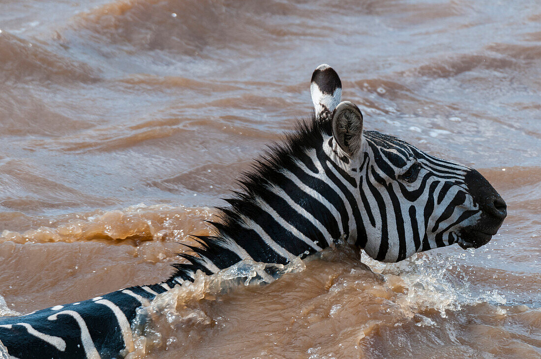 Plains zebra crossing the Mara River, Kenya