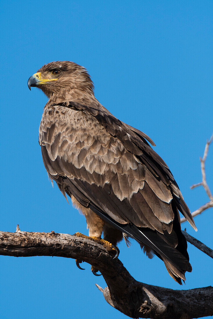 Tawny eagle perched on a tree branch