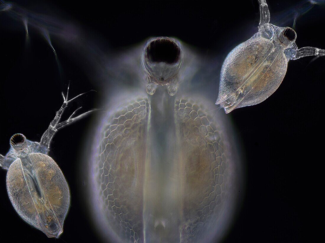 Water fleas, light micrograph