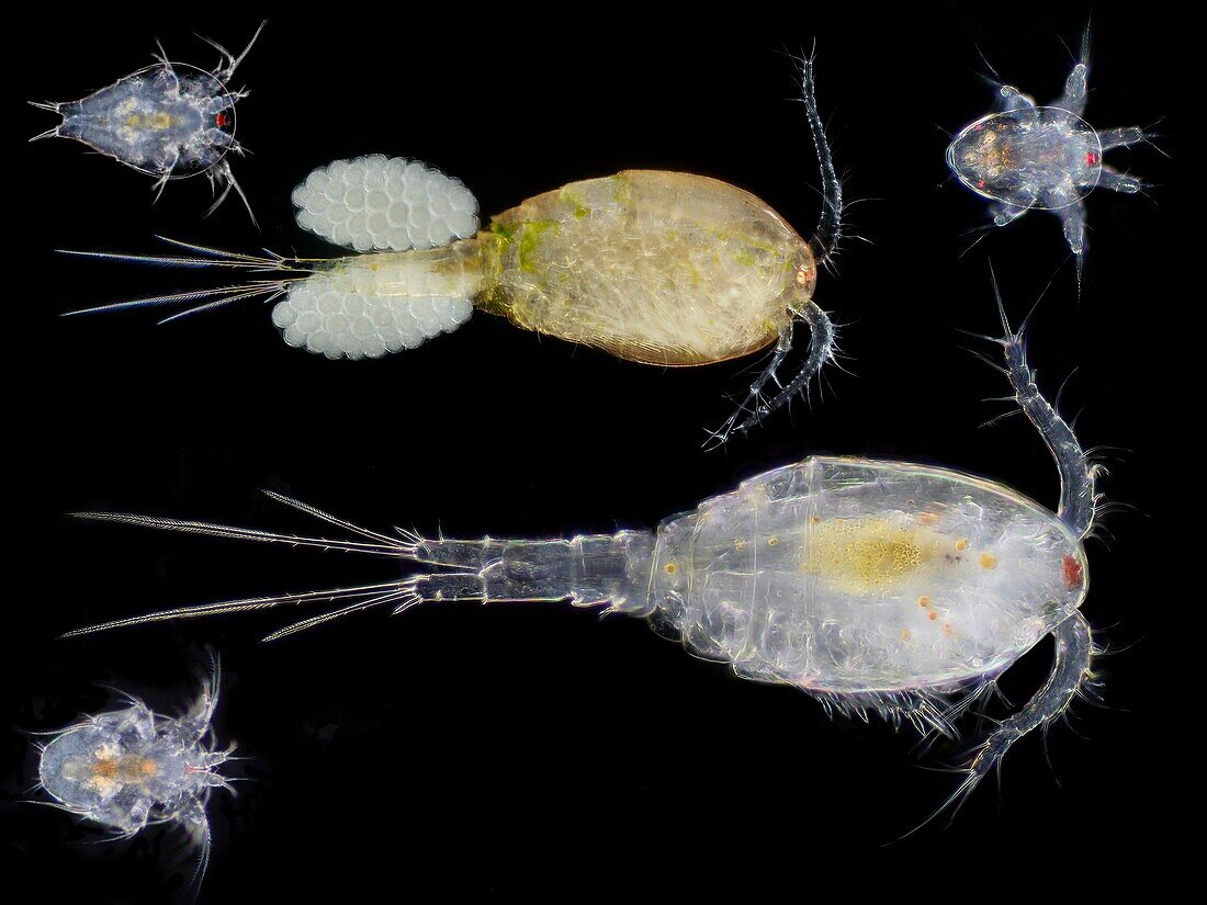 Copepods with larvae, light micrograph