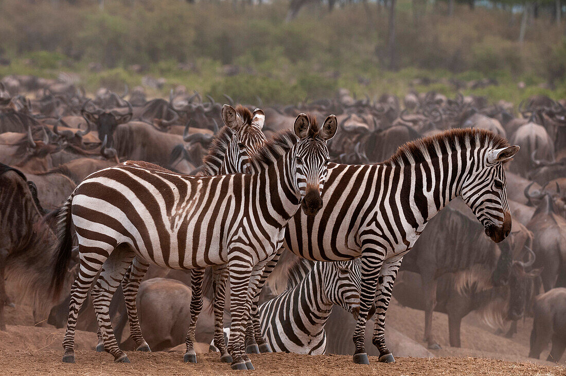 Plains zebras among a herd of wildebeests