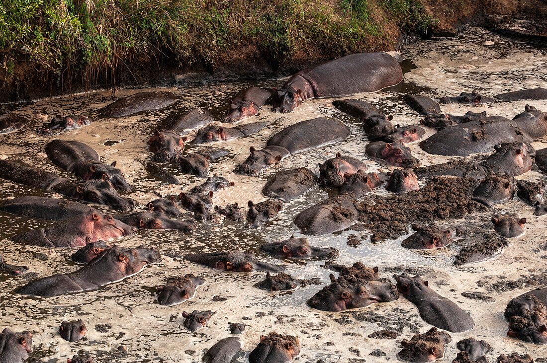 Large group of hippopotamuses