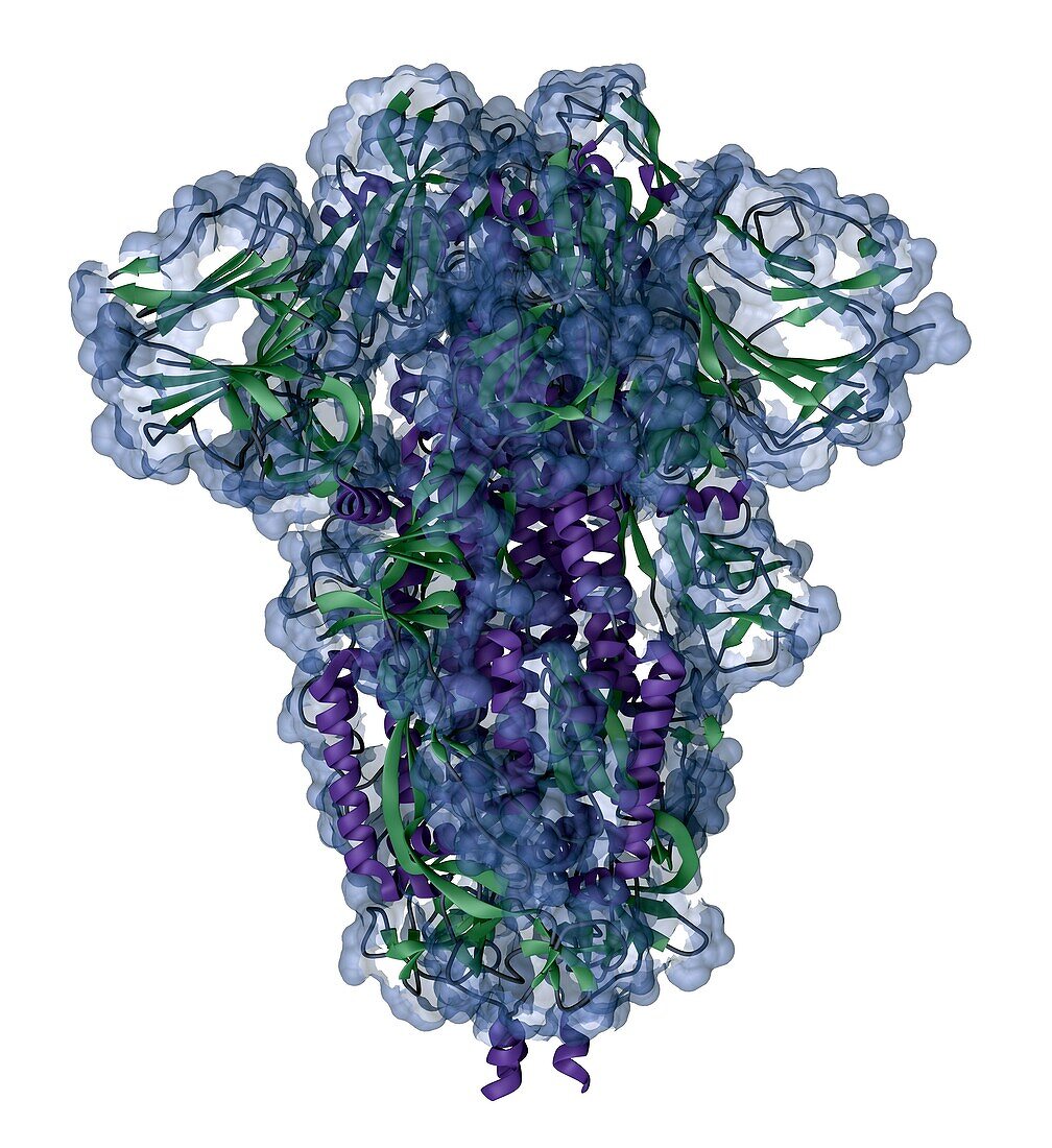 SARS-CoV-2 spike protein, molecular model