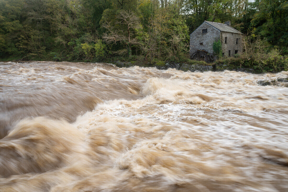 Cenarth Falls on the River Teifi, Wales