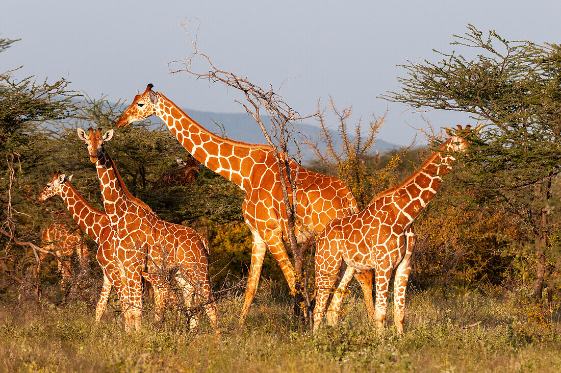Herd of Masai giraffes eating