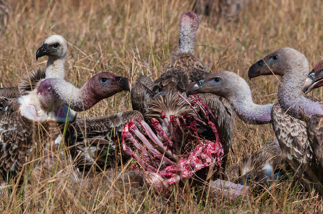 White-backed vultures scavenging a wildebeest carcass