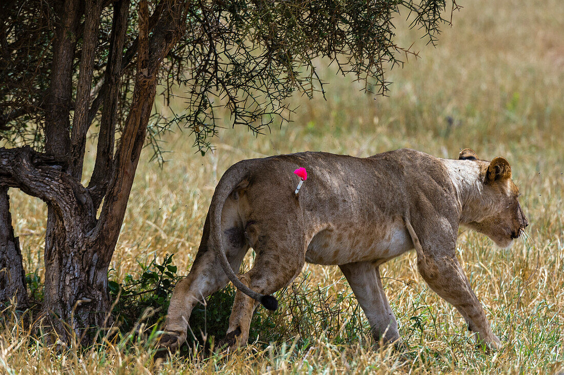 Wounded lioness darted for treatment