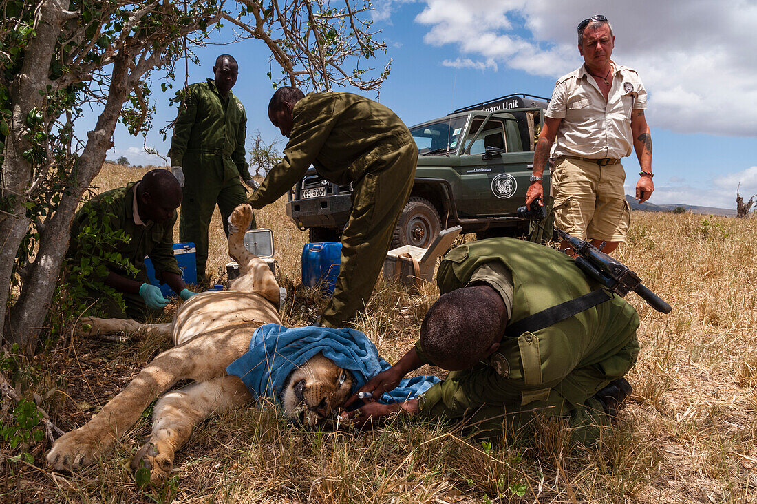 Tranquilized lioness treated by mobile vet unit