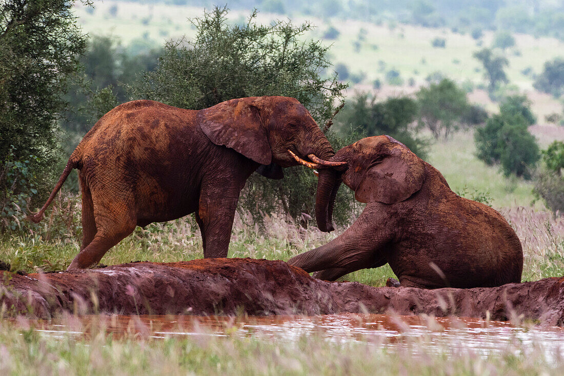 Two African elephants sparring in the red mud