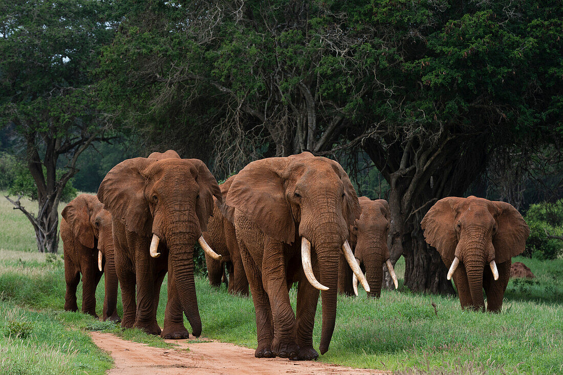 African elephant parade walking