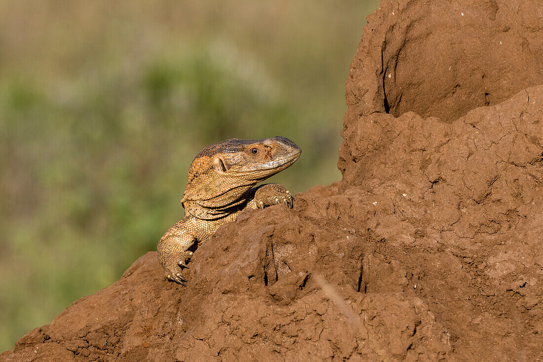 Savannah monitor on a termite mound