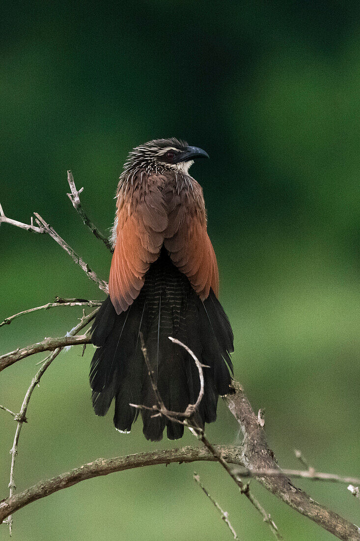 White browed coucal