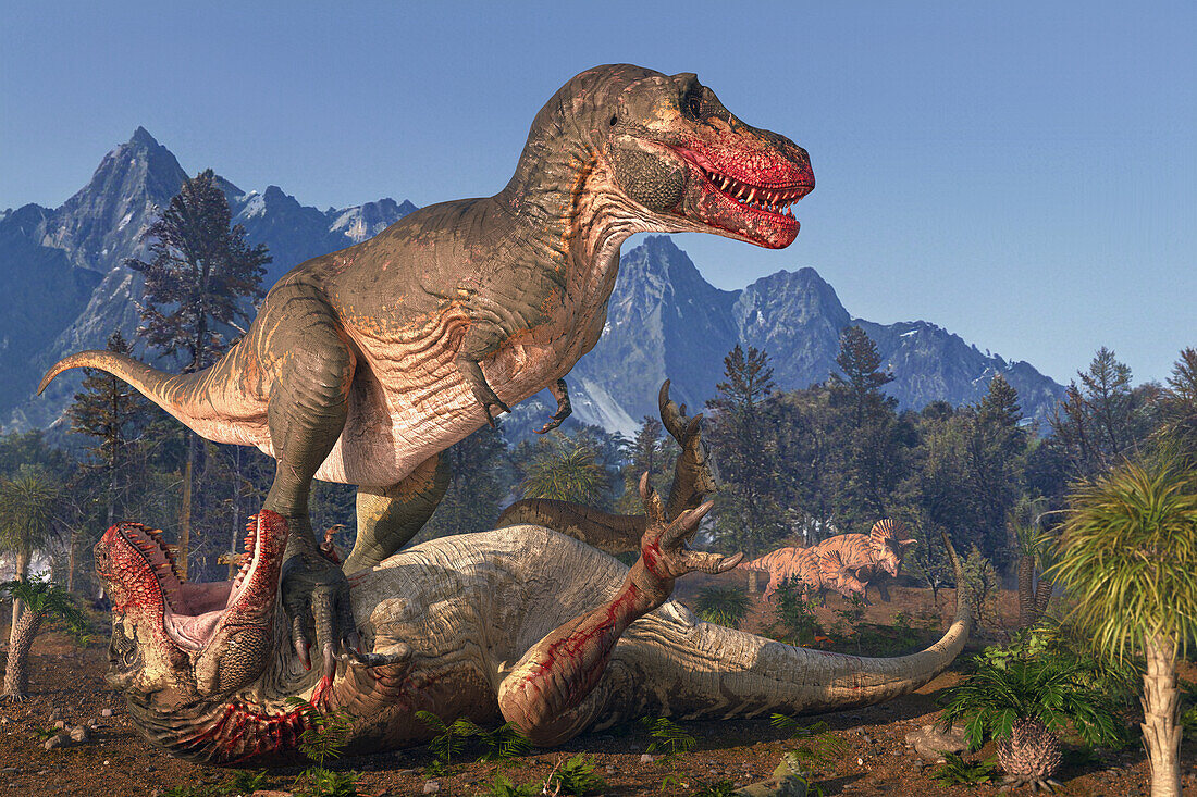 Tyrannosaurus rex dinosaurs fighting, illustration