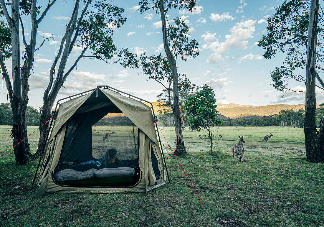 Kangaroo outside tent in remote Australian bush