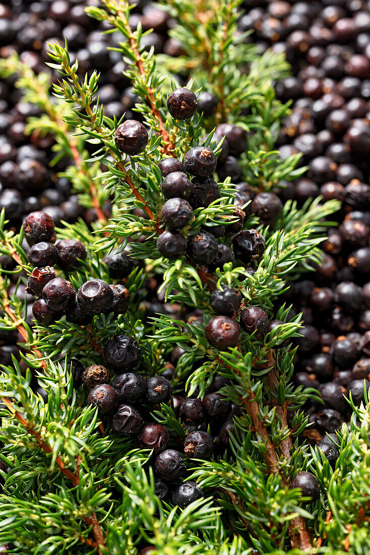 Juniper berries with greens