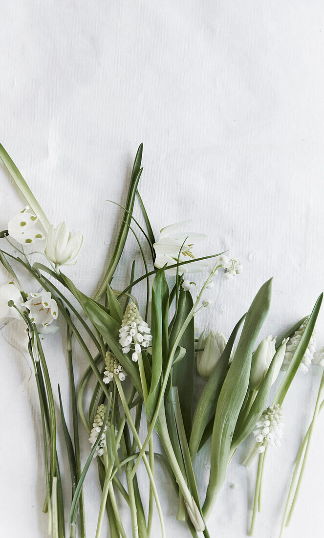 Weiße frühblühende Zwiebelblumen auf weißem Untergrund