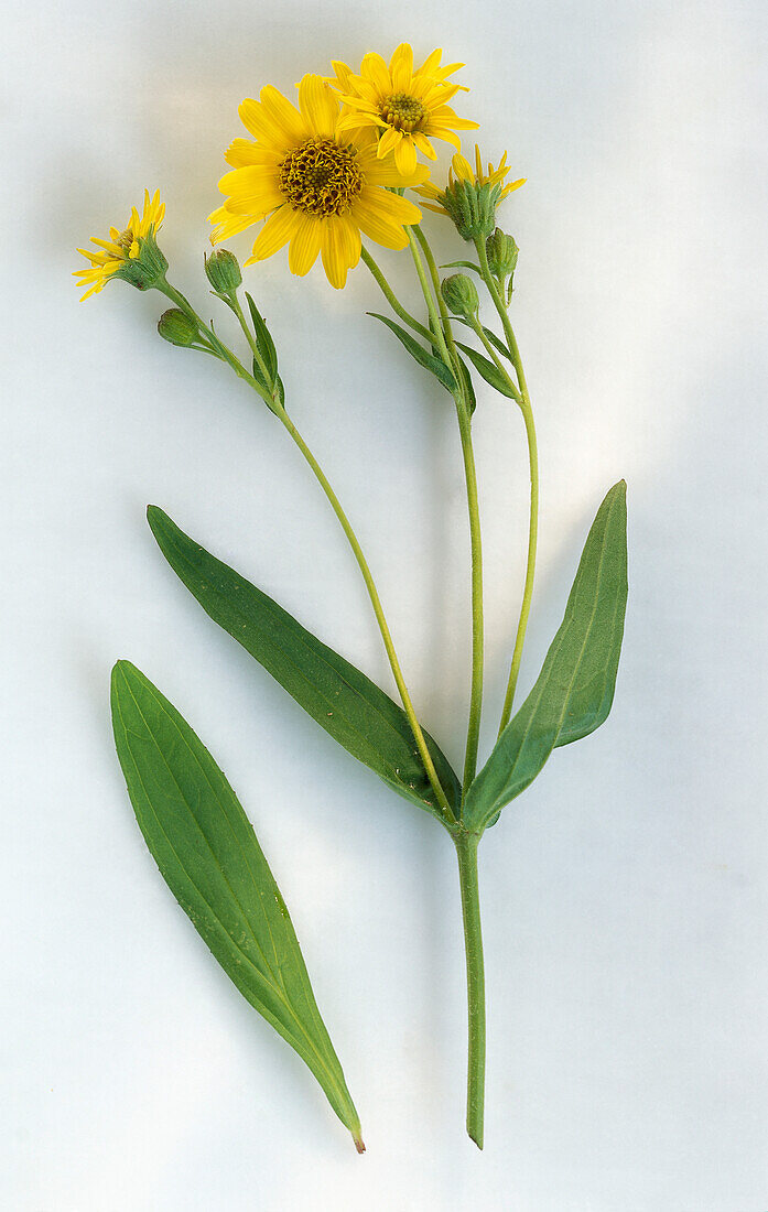 Flowering arnica