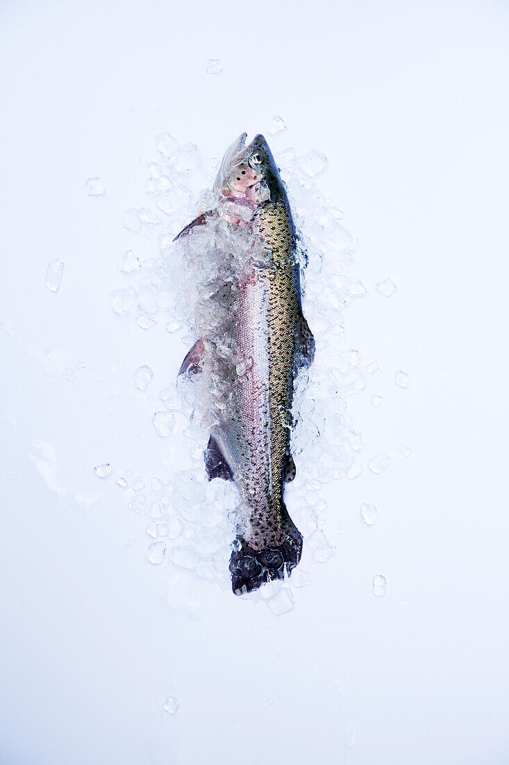 Fresh trout with crushed ice