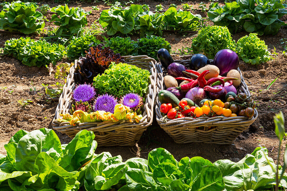 Körbe mit Sommergemüse und Salat im Gemüsegarten