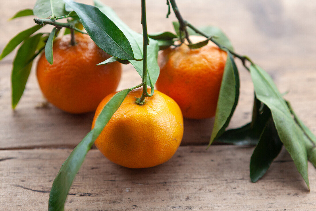 Three mandarin oranges with leaves