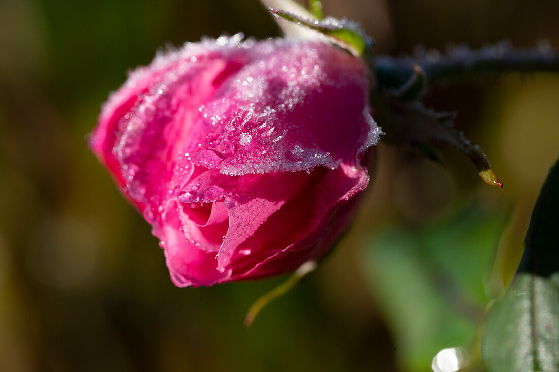 Pink rose blossom in hoarfrost