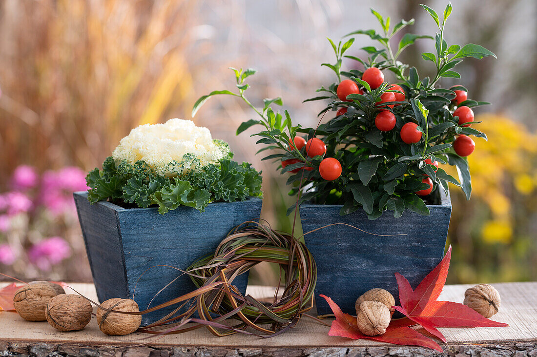 Ornamental cabbage (Brassica oleracea) and Jerusalem cherry (Solanum pseudocapsicum) in pots