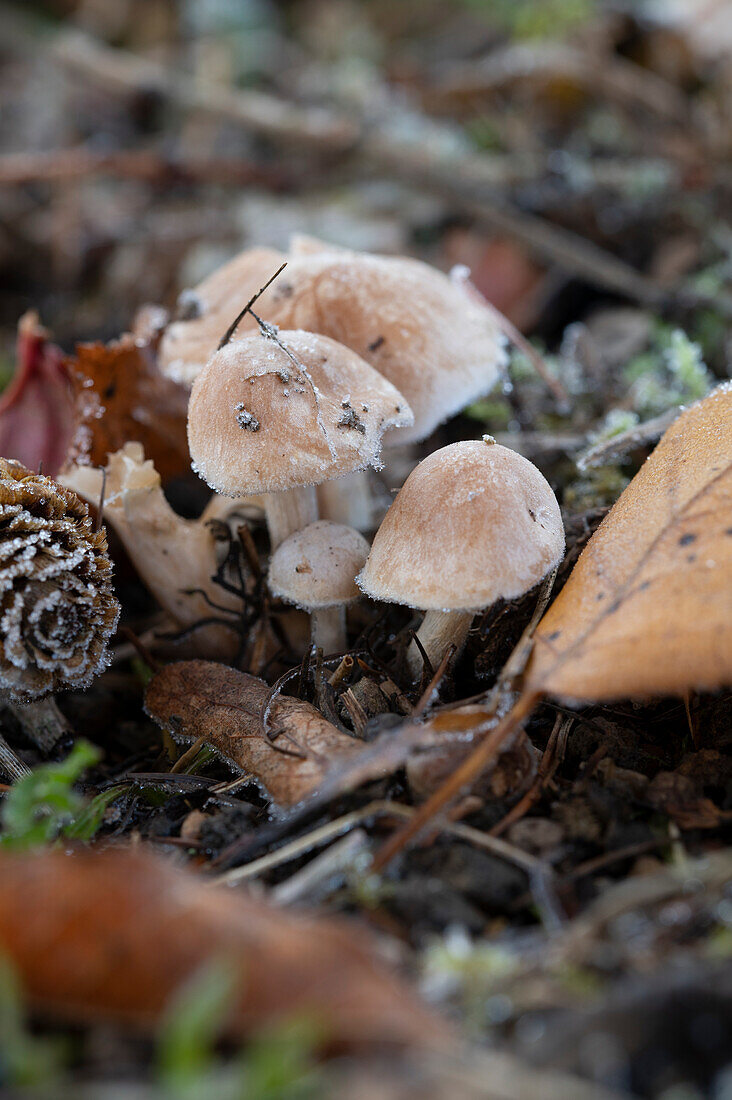 Hat fungi (Agaricomycetidae)