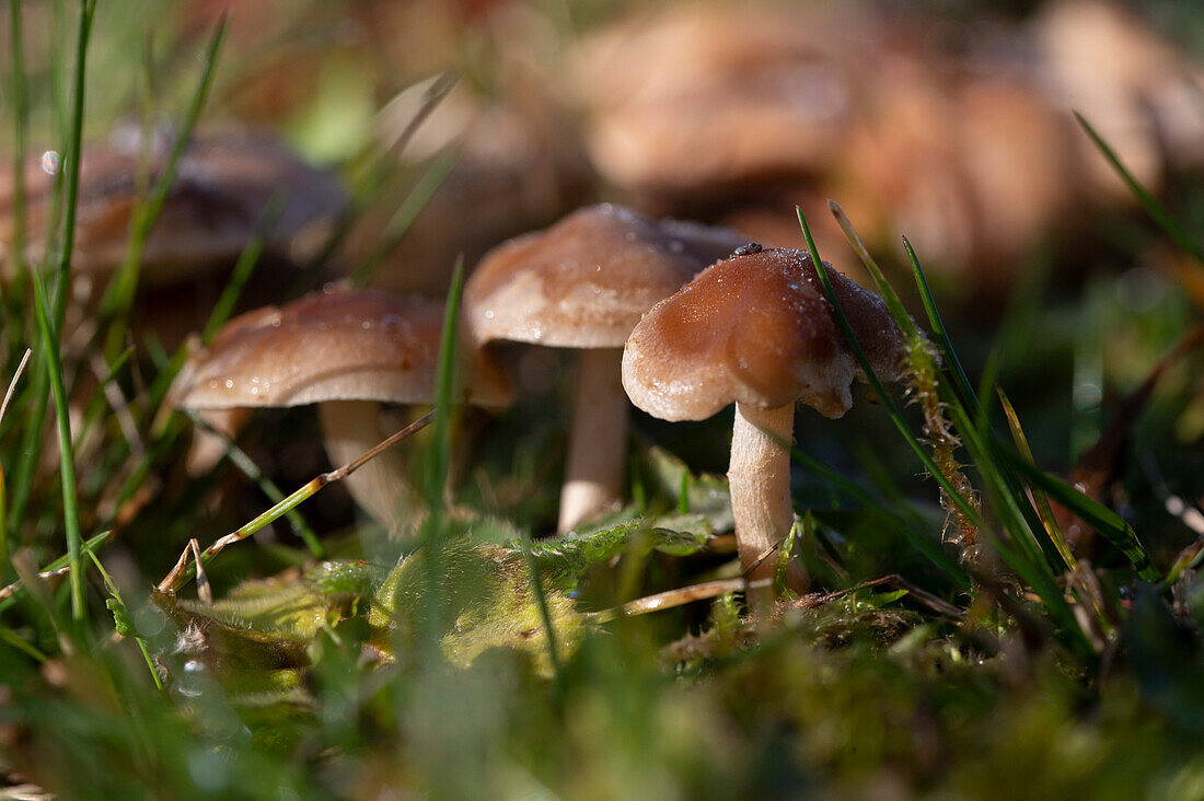 Hat fungi (Agaricomycetidae)