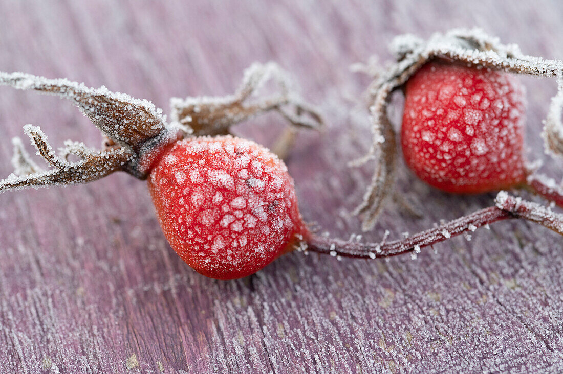 Frozen rose hips