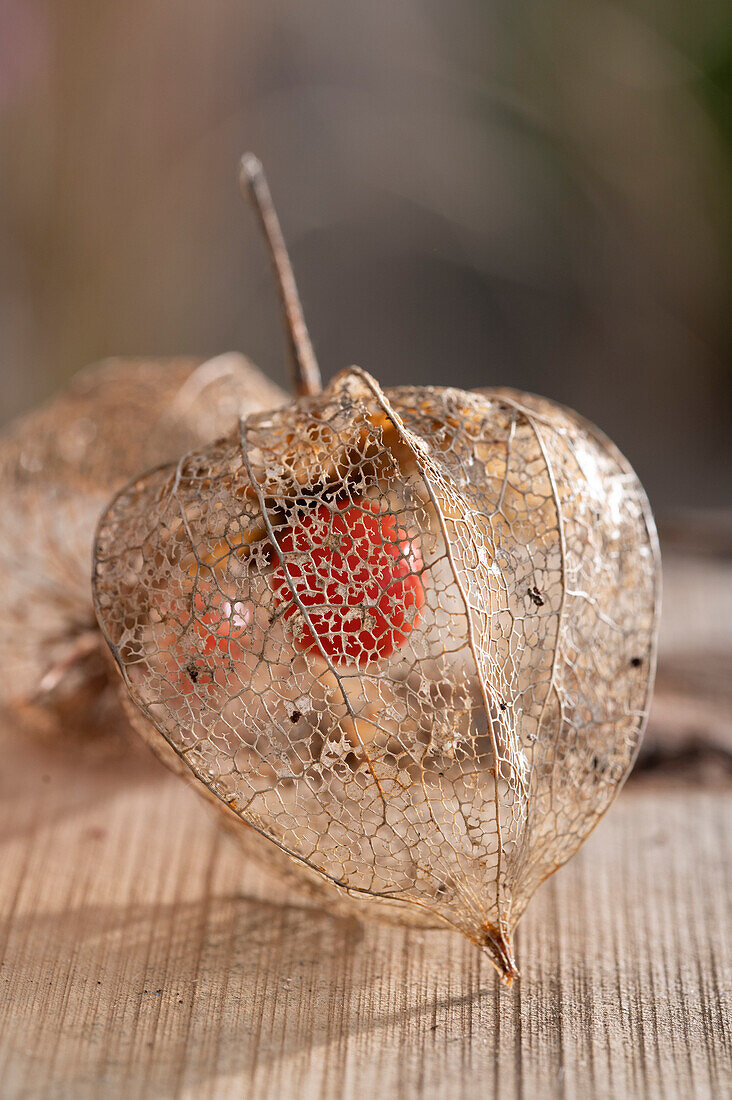 Lampionblume (Physalis Alkekengi)