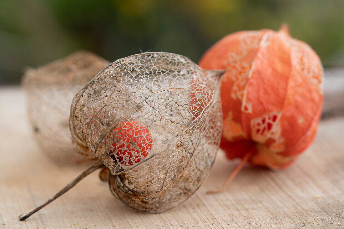 Lampion flowers (Physalis alkekengi)