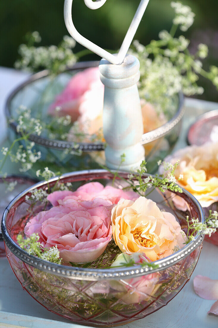 Outdoor roses 'Augusta Luise' and 'Eden Rose' in small bowls