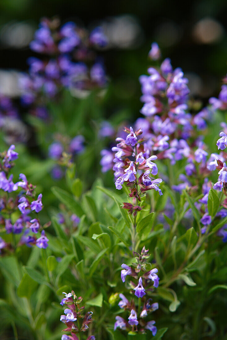 Flowering sage