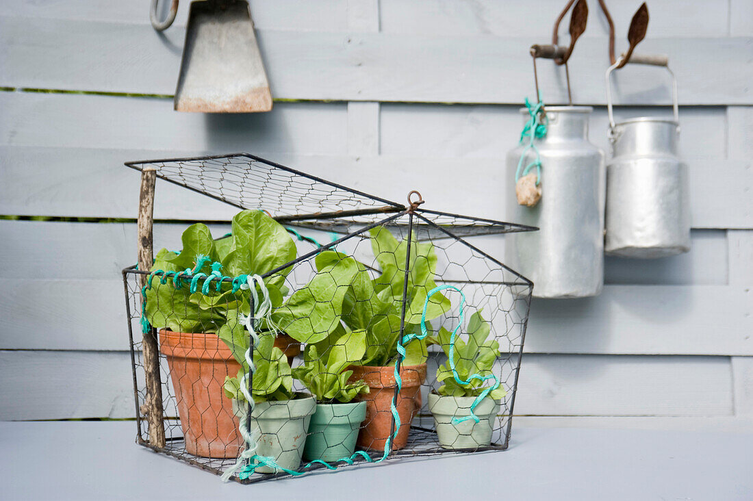 Blattsalat wächst in Blumentöpfen auf dem Balkon