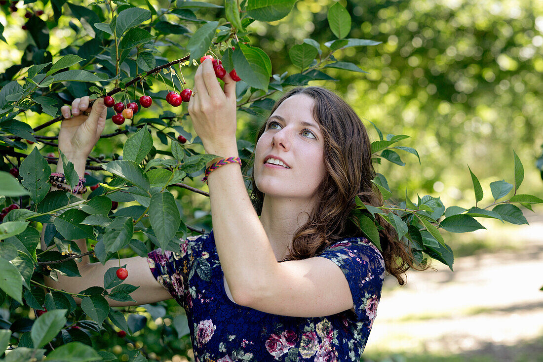 Close-up of young woman picking cherry from plant in farm