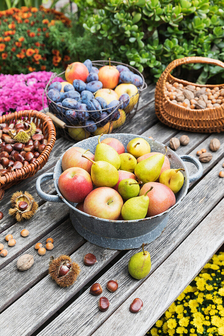 Gartentisch gefüllt mit Herbsternte von Nüssen und Früchten