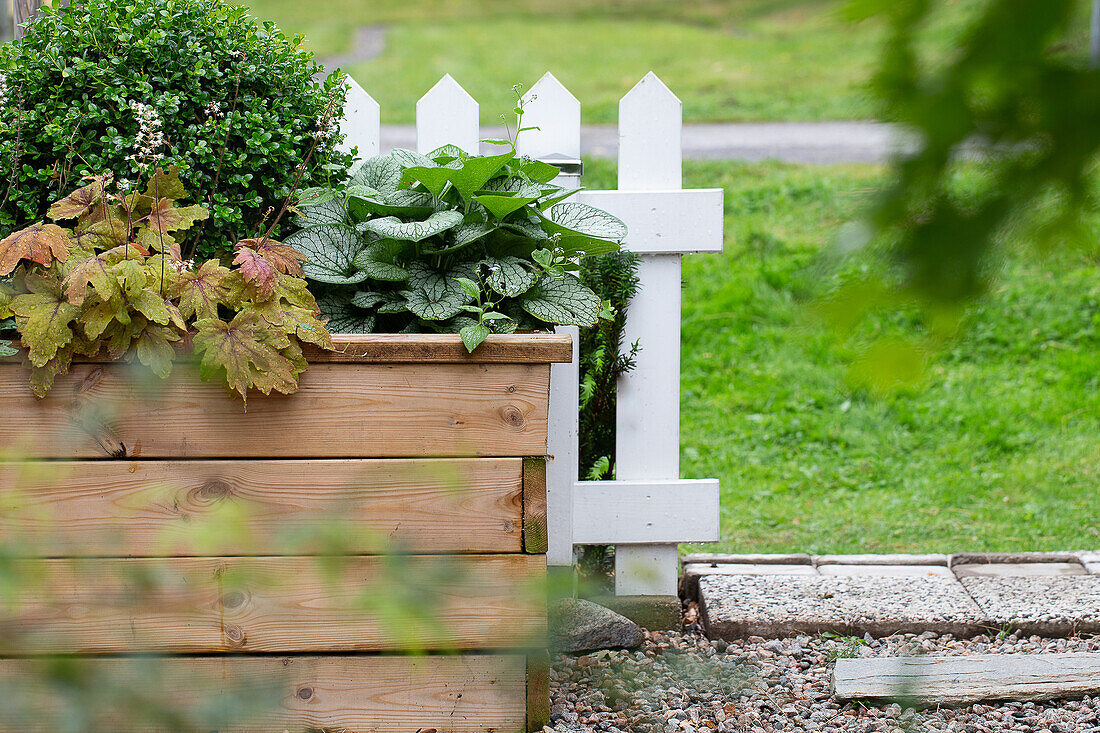 Wooden raised bed with 'Sweet Tea' foam bells, 'Jack Frost' Caucasian forget-me-not and boxwood ball